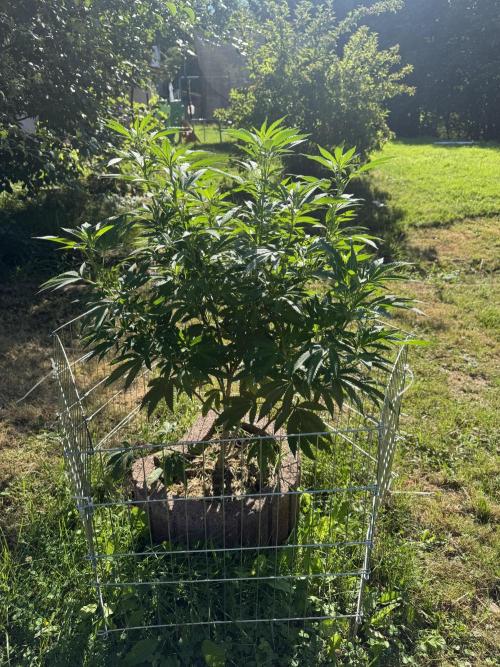 TAX Bracket #7 Outdoor. Week 5