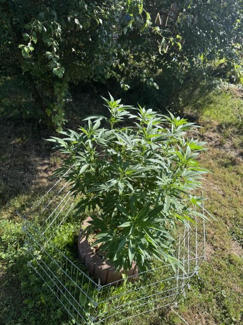 TAX Bracket #7 Outdoor. Week 5