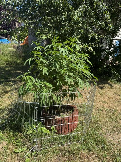 TAX Bracket #7 Outdoor. Week 5