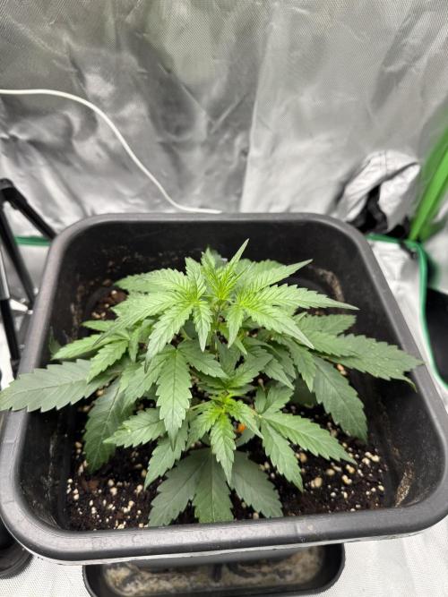 NorthernLights Auto. Week 4