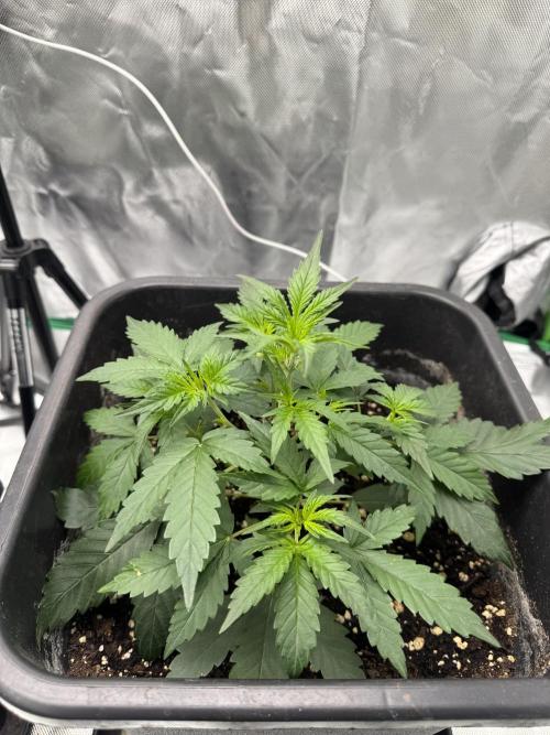 NorthernLights Auto. Week 4