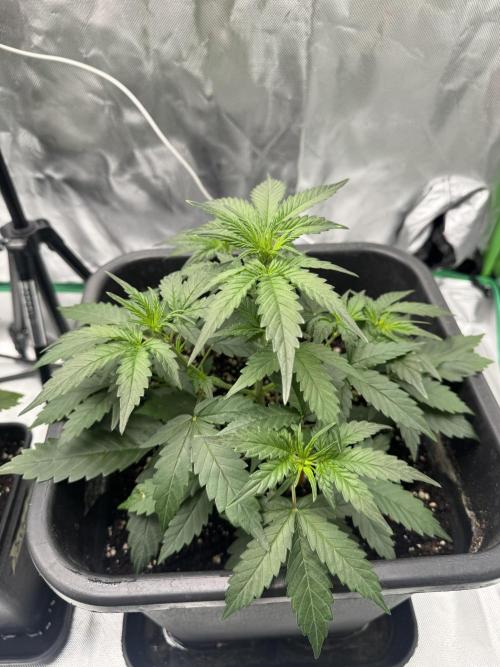 NorthernLights Auto. Week 4