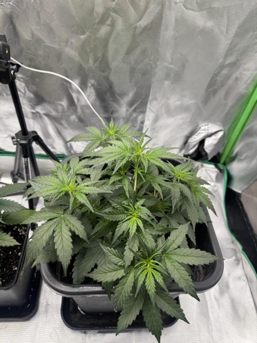 Northern Lights Auto. Week 4