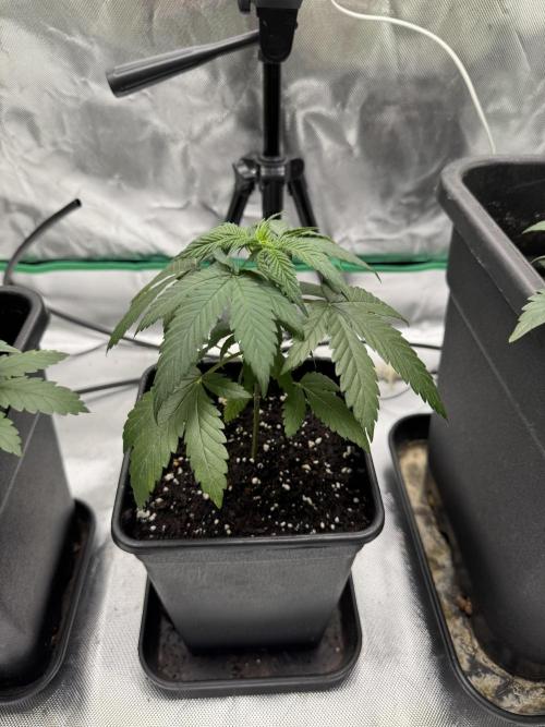 LX 187. Week 4