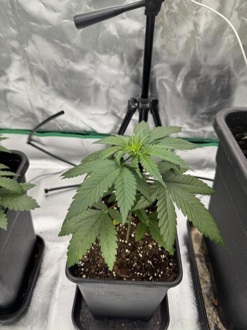 LX 187. Week 4
