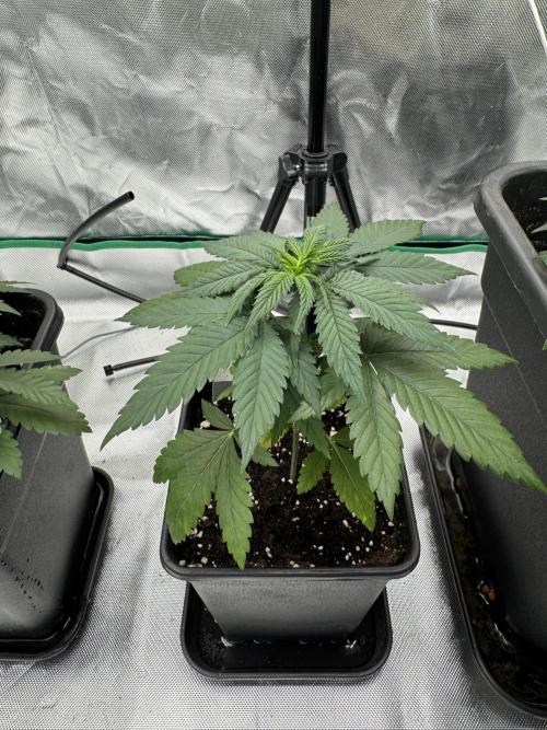 LX 187. Week 4