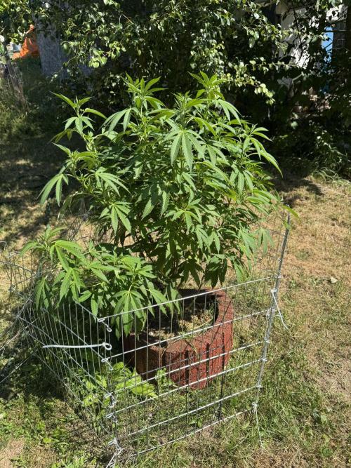 TAX Bracket #7 Outdoor. Week 6