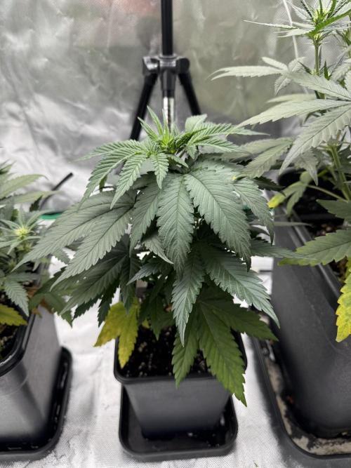 LX 187. Week 5