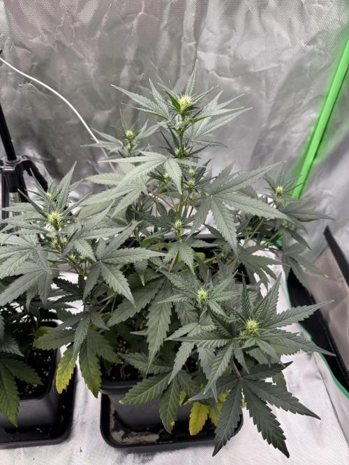 NorthernLights Auto. Week 5