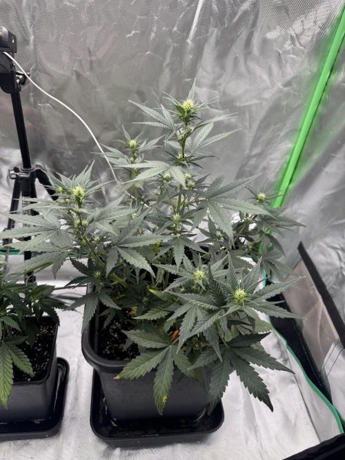 NorthernLights Auto. Week 6