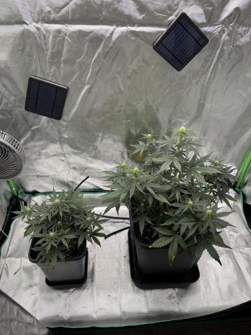 NorthernLights Auto. Week 6