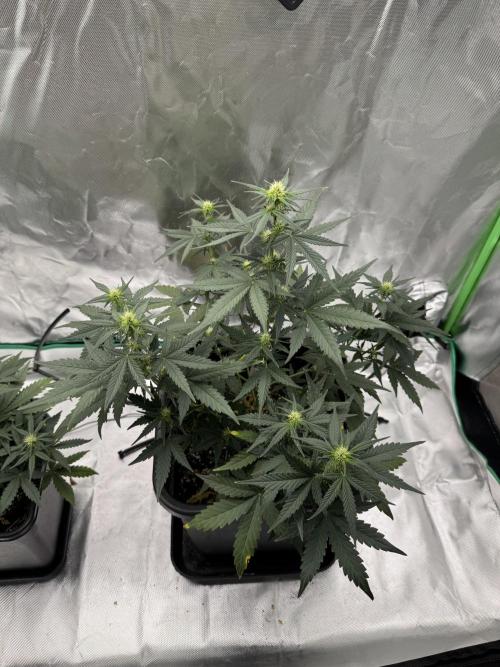 NorthernLights Auto. Week 6