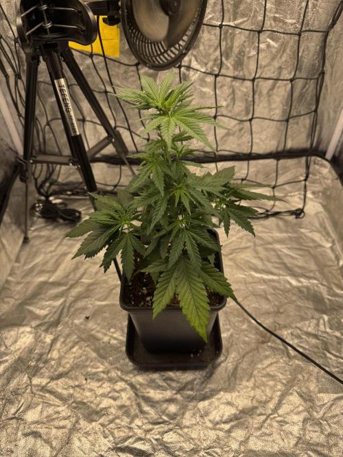 LX 187. Week 6