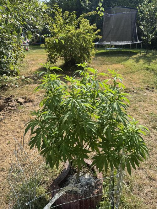 TAX Bracket #7 Outdoor. Week 8