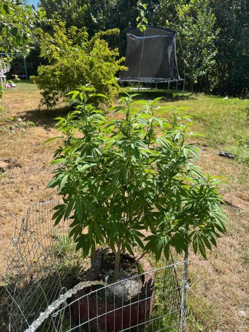 TAX Bracket #7 Outdoor. Week 9