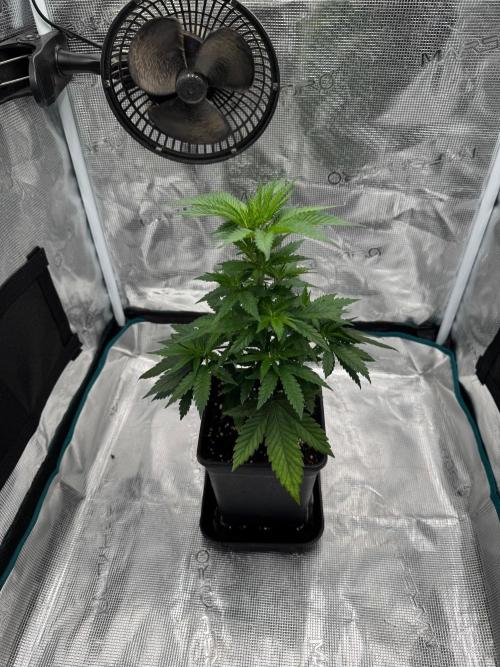 LX 187. Week 7