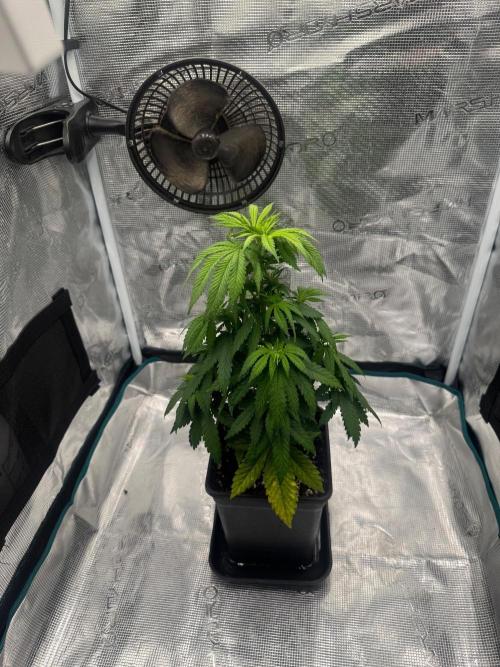 LX 187. Week 7