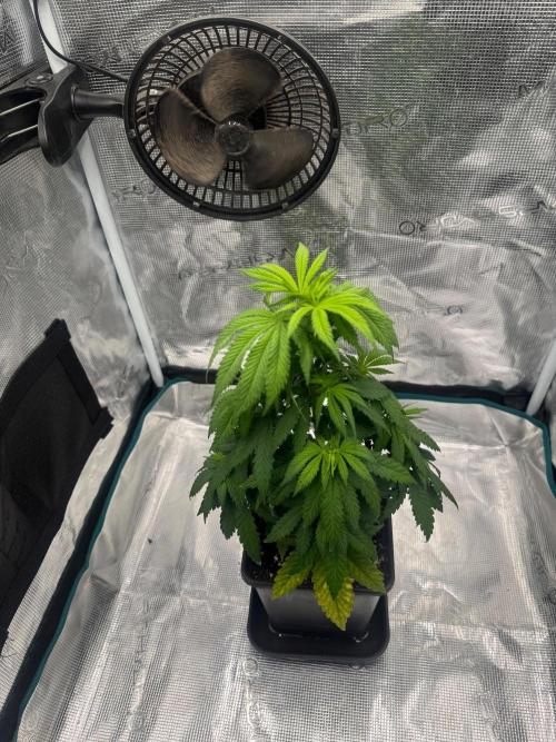 LX 187. Week 7