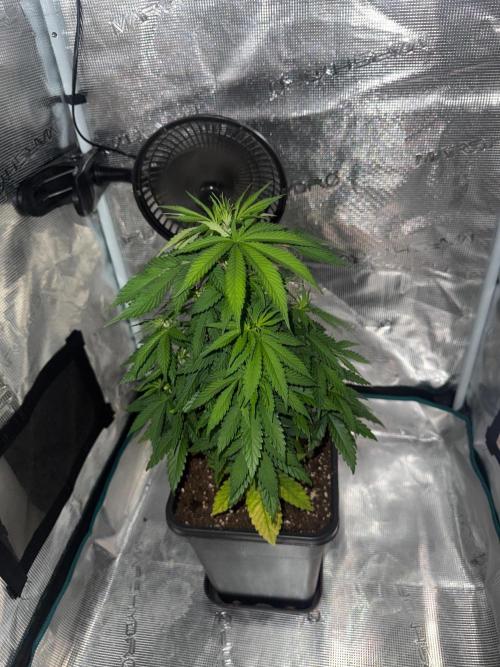 LX 187. Week 7