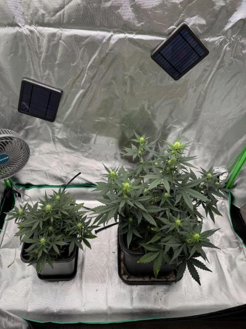 NorthernLights Auto. Week 7