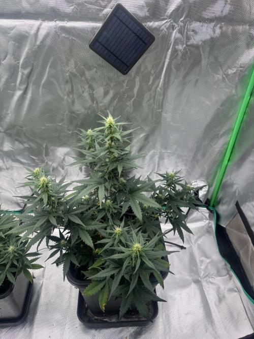 NorthernLights Auto. Week 7