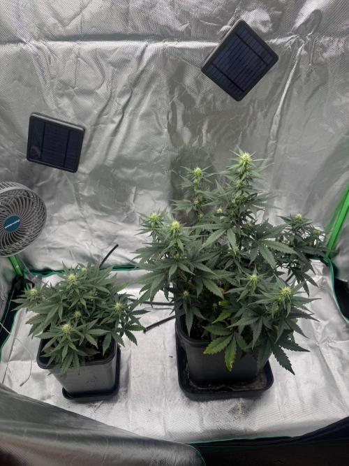 NorthernLights Auto. Week 7