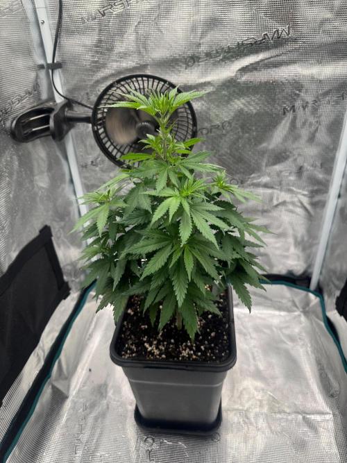 LX 187. Week 8