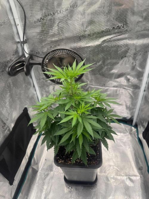 LX 187. Week 8