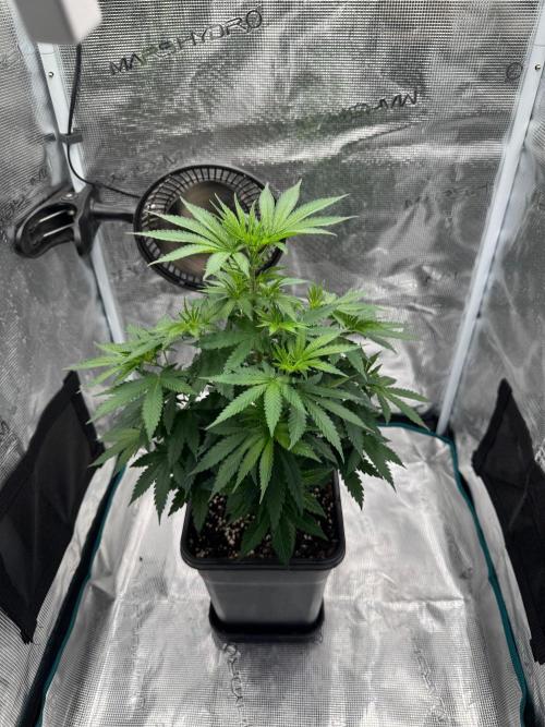 LX 187. Week 8