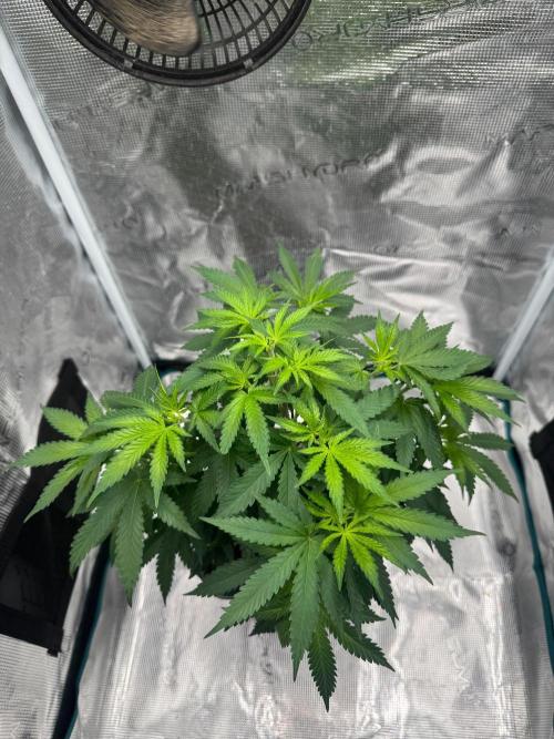 LX 187. Week 8