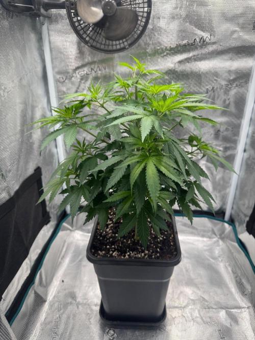 LX 187. Week 8