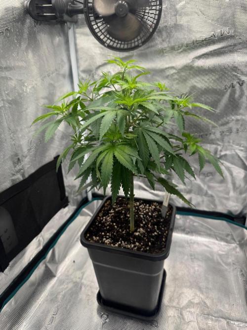 LX 187. Week 8