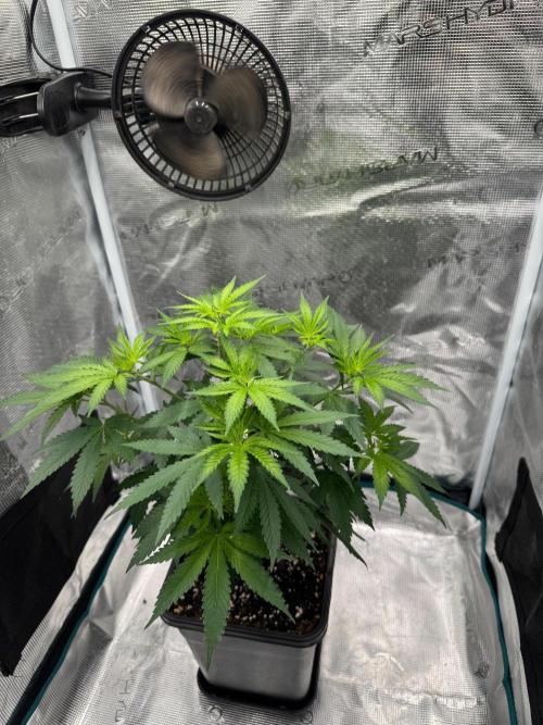 LX 187. Week 8