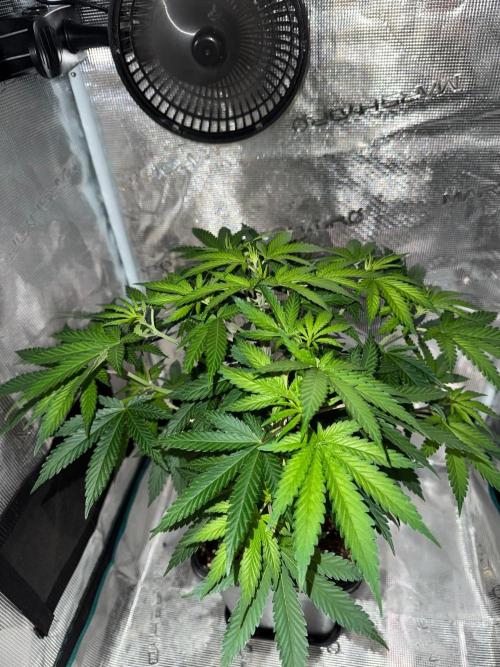 Animal. Week 8