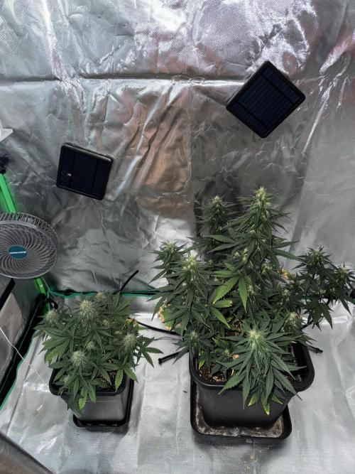 NorthernLights Auto. Week 9