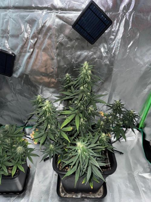 NorthernLights Auto. Week 9