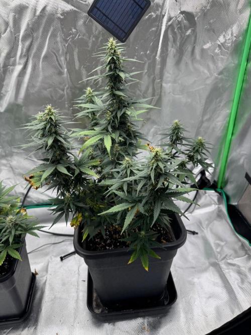 NorthernLights Auto. Week 9