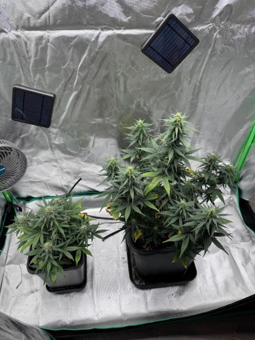 NorthernLights Auto. Week 9