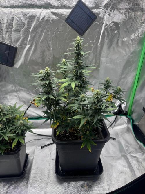 NorthernLights Auto. Week 9