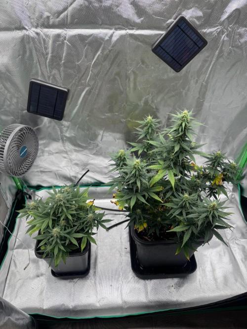 NorthernLights Auto. Week 9