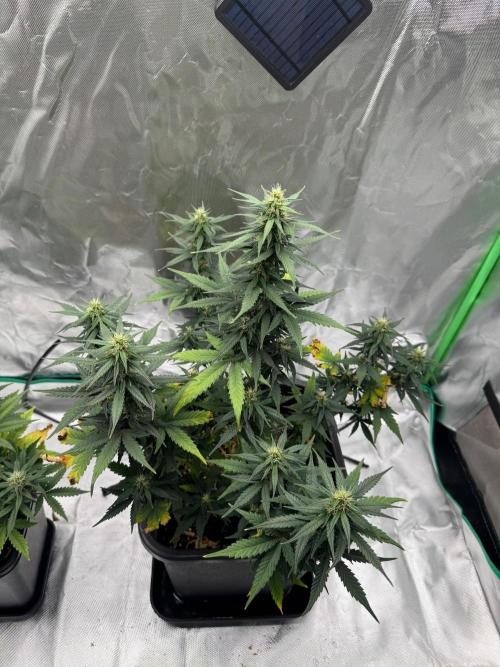 NorthernLights Auto. Week 9