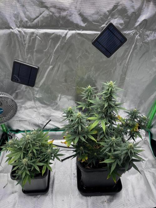 NorthernLights Auto. Week 9