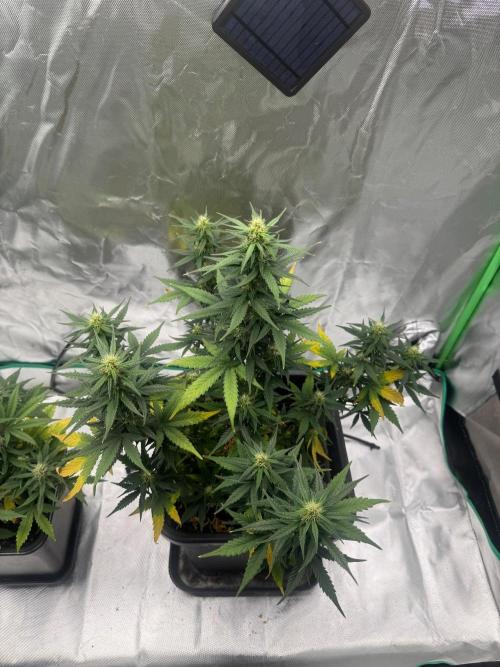 NorthernLights Auto. Week 9