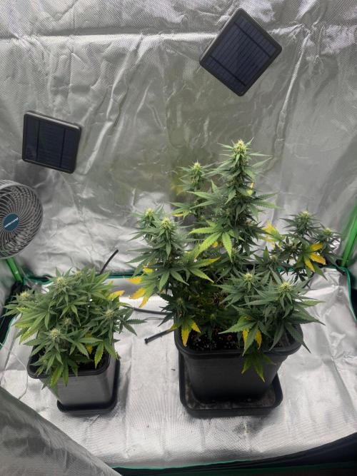 NorthernLights Auto. Week 9