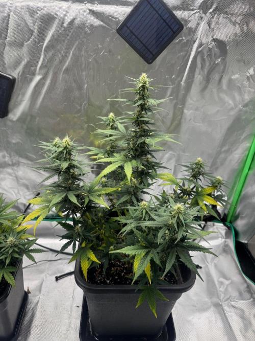 NorthernLights Auto. Week 9