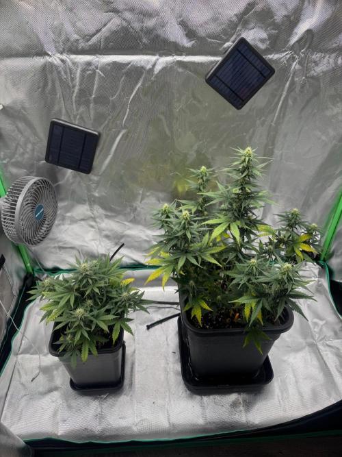 NorthernLights Auto. Week 9