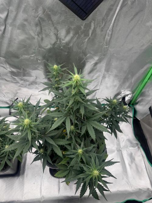 NorthernLights Auto. Week 9