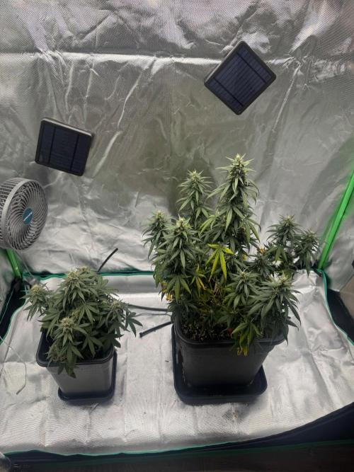 NorthernLights Auto. Week 10