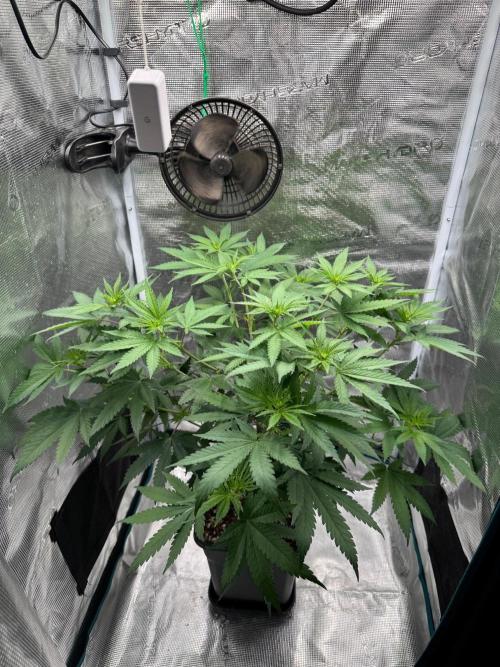 LX 187. Week 9