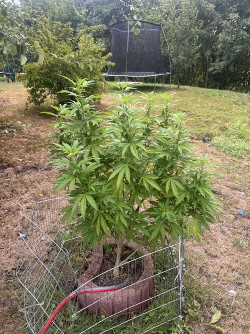 TAX Bracket #7 Outdoor. Week 12